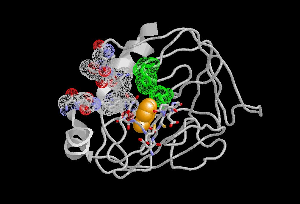 benzamidinium-trypsin complex